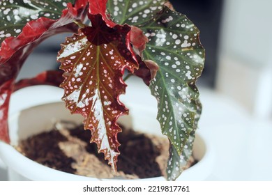 Beautiful Red Polkadot Begonia Plant From Closeup