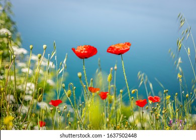 Beautiful red poppies and flowers at Lake Ohrid, North Macedonia