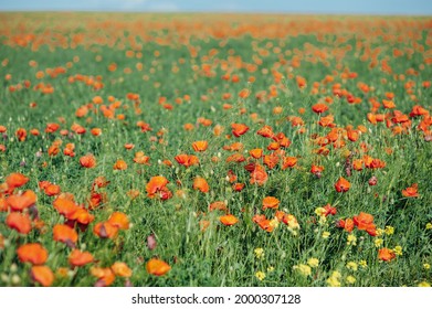 beautiful red poppies in a green field. Many flowers