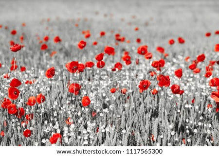 Similar – Poppy Field I Nature