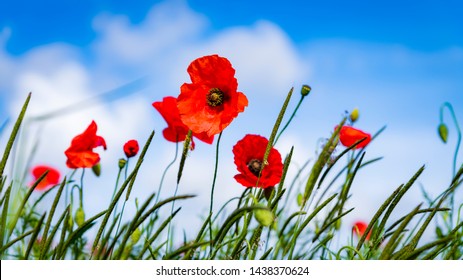 Beautiful red poppies, summers day. Symbol of rememberance sunday. Countryside background.