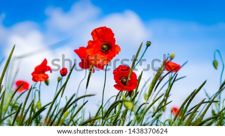 Beautiful red poppies, summers day. Symbol of rememberance sunday. Countryside background.