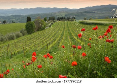 beautiful red poppies with young rows of vineyards at sunset in the Chianti region of Tuscany. Spring season, Italy.