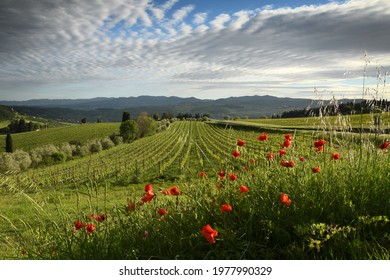 beautiful red poppies with young rows of vineyards and cloudy sky in the Chianti region of Tuscany. Spring season, Italy.