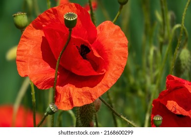 Beautiful red poppy flowers and poppy buds on the field. Vibrant summer wildflower. Symbol of war casualties.