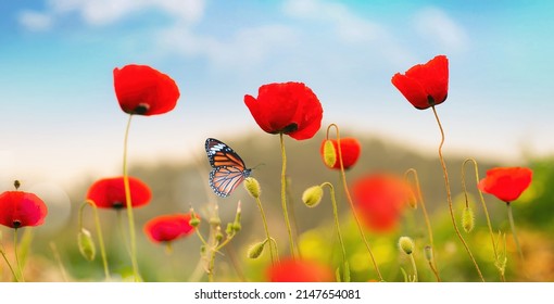 Beautiful Red Poppy Flowers And Monarch Butterfly In Spring Summer In Nature Outdoors On Sunny Day Against Blue Sky, Close-up, Wide Format. Blooming Poppies In Wild.