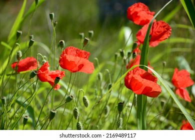 Beautiful red poppy flowers on green fleecy stems grow in the field.Red poppy flowers in a field