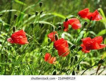Beautiful red poppy flowers on green fleecy stems grow in the field.Red poppy flowers in a field