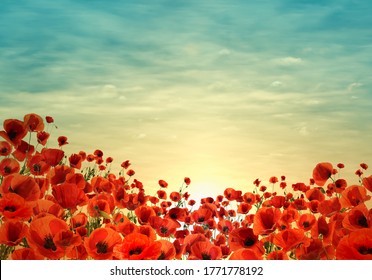 Beautiful red poppy flowers under sky at sunset - Powered by Shutterstock