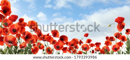 Beautiful red poppy flowers under blue sky with clouds, banner design