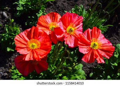 Beautiful Red Poppy, NZ National Flower