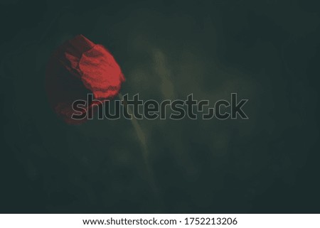 Similar – poppy day Colour photo