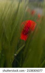 Beautiful Red Poppy Seed On A Field