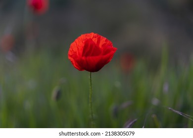 Beautiful Red Poppy Seed On A Field