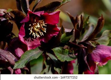 Beautiful Red (purple) Helleborus In Spring Garden