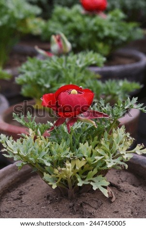 Beautiful red ranunculus flower growing in an outdoor flower garden. ranunculus flower closeup, red blooming flower