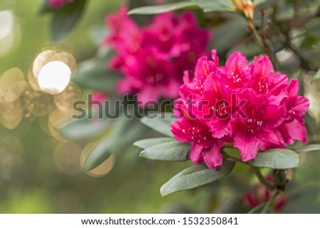 Beautiful red rhododendron flower in garden with magic bokeh. Beautiful red rhododendron flower closeup. red Rhododendron flower on magic bokeh background.