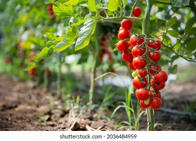 Beautiful red ripe cherry tomatoes grown in a greenhouse - Shutterstock ID 2036484959