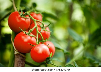 Beautiful red ripe heirloom tomatoes grown in a greenhouse. Gardening tomato photograph with copy space. Shallow depth of field