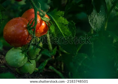 Beautiful red ripe unripe cluster heirloom tomatoes grown in a greenhouse. Gardening tomato  copy space. Shallow depth of field  after irrigation  harvest harvest