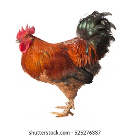 Beautiful Red Rooster Isolated On White Stock Photo 525276337 ...