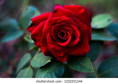 Beautiful red rose - Shutterstock ID 1232251144