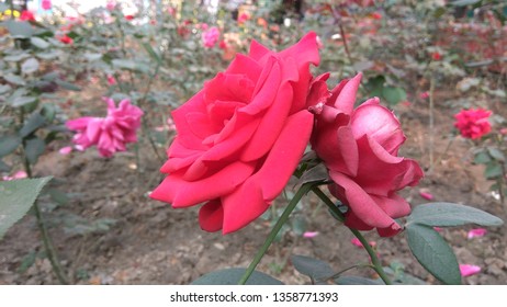 Beautiful Red Rose 