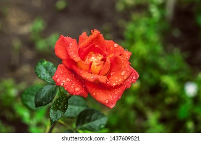 Beautiful Red Rose Afrer Rain, Macro Photo. Nice Bokeh Effect, Wonderful Fllower With Water Drops In Blooming Garden, Summer Scenery, Outdoor. Awesome Fresh Rose Close Up, Nature Background