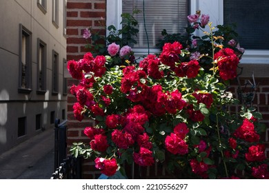 Beautiful Red Rose Bush In Front Of An Old Brick Home In Astoria Queens New York