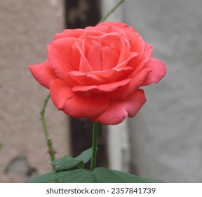 Beautiful red rose close up. - Powered by Shutterstock