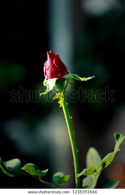 Beautiful Red Rose Closeup Wallpaper Stock Photo Edit Now 1238392666