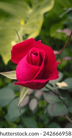 Beautiful Red Rose flower blossom 