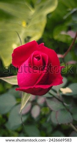 Beautiful Red Rose flower blossom 