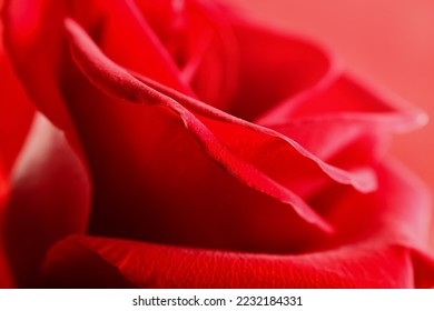 Beautiful red rose flower, closeup - Shutterstock ID 2232184331