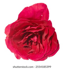 Beautiful Red Rose Flower, Fresh Indian Red Rose Flower isolated on white background. It can be used for bouquet designs, Beautiful close-up View - Powered by Shutterstock