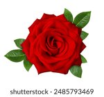 Beautiful red rose flower with green leaves isolated on a white background, close up. Detailed retouch.