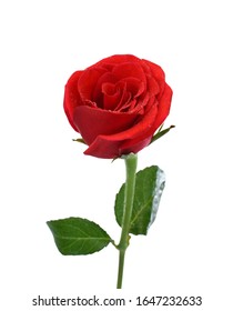 Red Rose Isolated On White Background Stock Photo 232367245 | Shutterstock