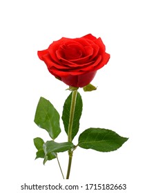 Red Rose Isolated On White Background Stock Photo 232367245 | Shutterstock