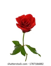 Red Rose Isolated On White Background Stock Photo 232367245 | Shutterstock