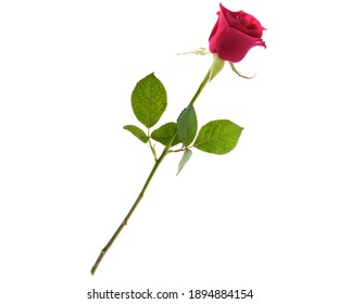 
Beautiful red rose flower with stem and leaves isolated on white Background