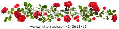 Beautiful red rose flowers composition isolated on white background. Fresh summer climbing roses with water drops arrangement banner. Floral design