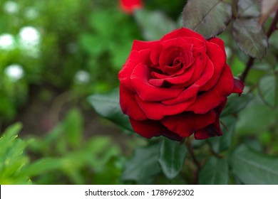 Beautiful Red Rose In A Garden