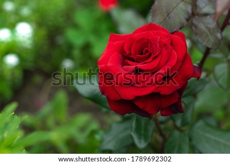 Beautiful red rose in a garden