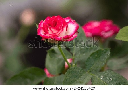 beautiful red rose in garden