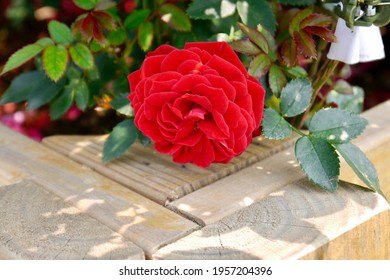 A Beautiful Red Rose In The Garden. Concept For Love, Passion, And Romance.