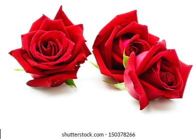 Beautiful Red Rose Isolated On White