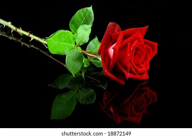 160,270 Black And Red Roses Stock Photos, Images & Photography ...