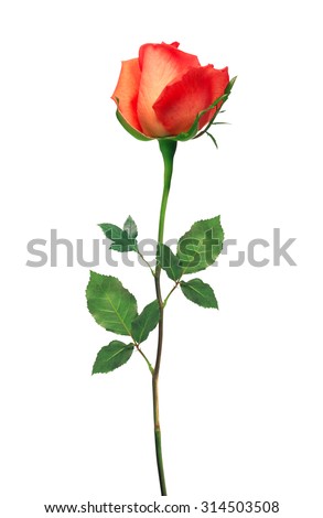 beautiful red rose isolated on white