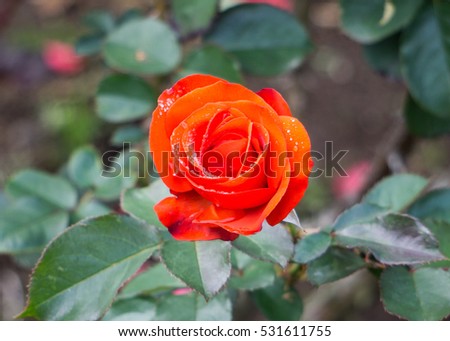 Beautiful Red Rose (Olympic Fire) in the garden with blur green background with position in the middle of picture