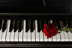Beautiful Red Rose On Piano Keys. Romantic Music